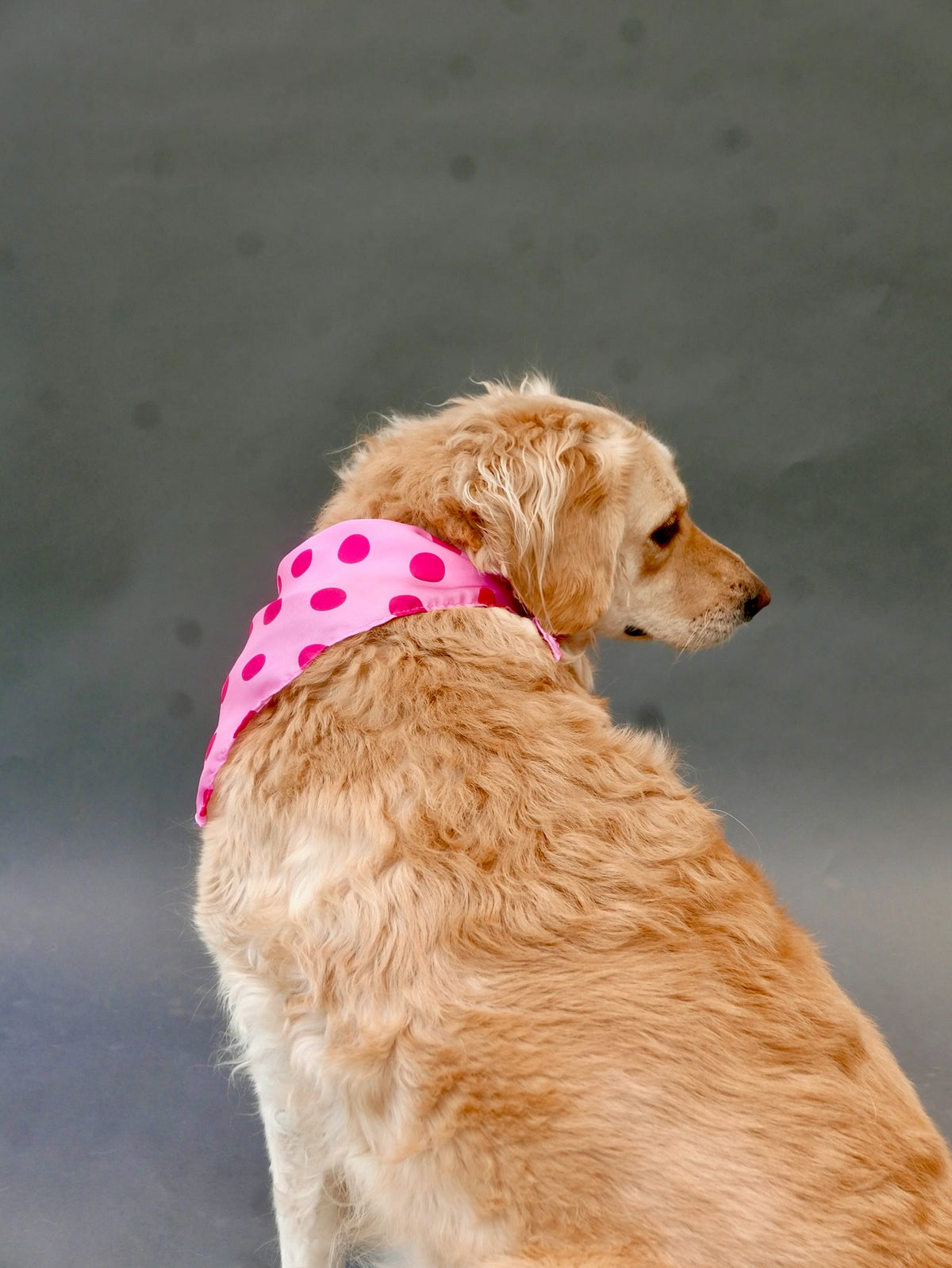 BFF Bandana for Dogs