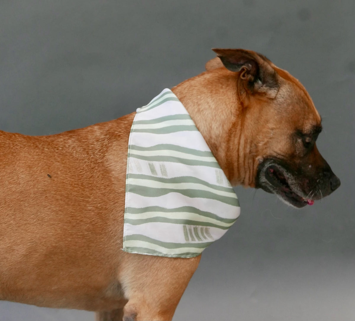 BFF Bandana for Dogs