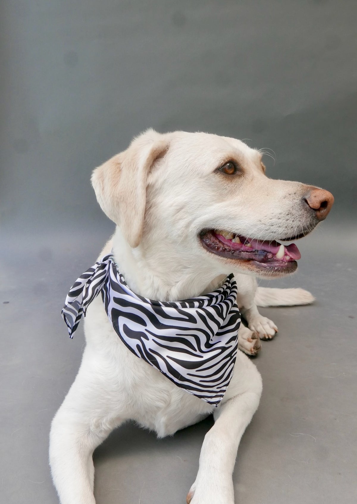 BFF Bandana for Dogs