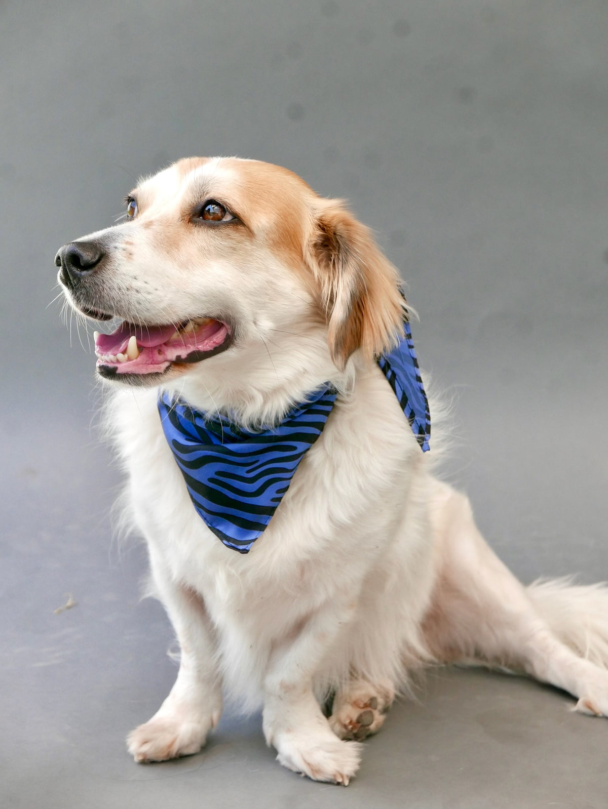 BFF Bandana for Dogs