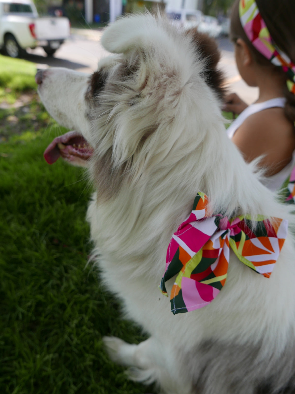 Moño para Mascotas
